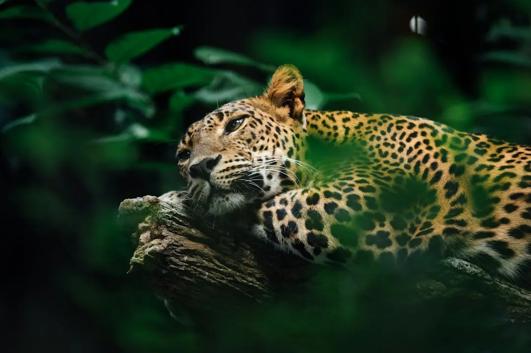 Apărarea Jaguars, printre cele mai bune din NFL: notele PFF vorbesc singure