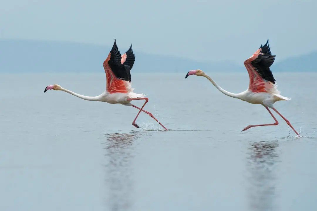Flamingo-urile din Nigeria ajung la sfertfinalele Cupei Mondiale a Femeilor din 2026